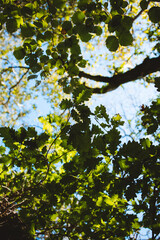 oak autumn leaves in the sky