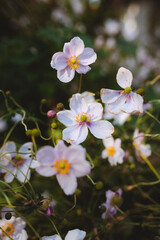 japanese anemone flower white pink yellow