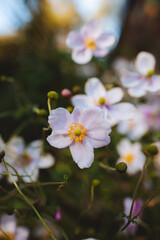 japanese anemone pink white flower