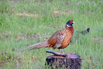 A male pheasant with ruffled feathers standing on a stump in the meadow, green grass, blurred blackbird in the background