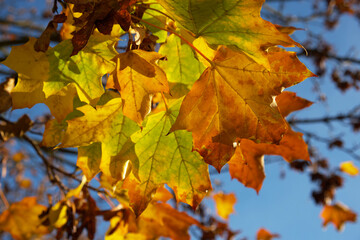 October. Foliage has changed color. Yellow-orange maple leaves on a tree on a clear sunny day