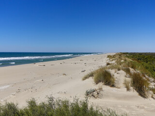 Fototapeta na wymiar The dunes of the beach of Piemanson in Camargue. Azure blue sky on a Mistral wind day.