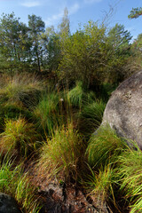 Dried up deer pond in  Apremont gorges. Fontainebleau forest