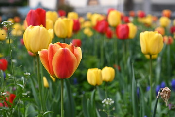 Fototapeta premium tulipani 