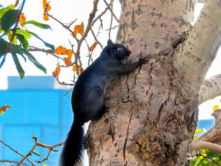 A squirrel on tree during fall