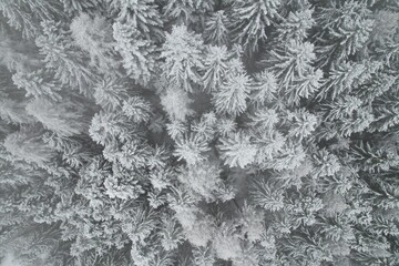 neve alberi drone bosco foresta 