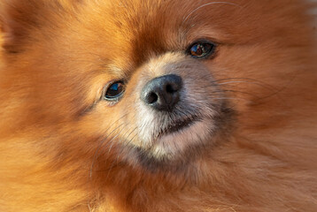 Pet cute fluffy Pomeranian breed dog brown close-up