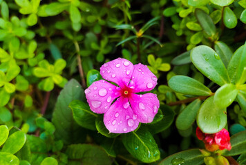 Beautiful Pink Catharanthus Roseus Flower With Raindrops In The Green Leaf