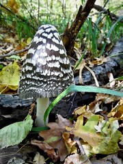 Centipede mushroom - Coprinus picaceus.  inedible mushroom grows in the autumn forest against the...