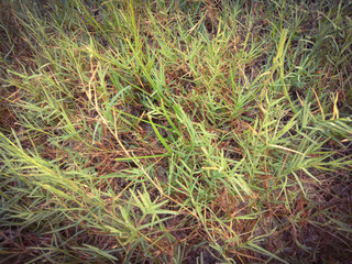 Green Grass In The Grass Field