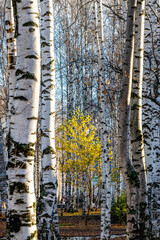 Fototapeta premium A shrub with yellow leaves against the background of white birch trunks in an autumn park