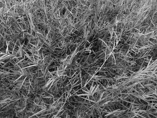 Black And White Grass Field Background
