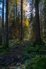 Sonnenstrahlen beleuchten die farbigen Blätter der herbstlichen Laubbäume im dunklen Wald. Farbige Buche im Märchenwald im Bregenzerwald, Vorarlberg. Der Herbst zeigt alle Farben!