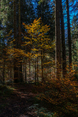Sonnenstrahlen beleuchten die farbigen Blätter der herbstlichen Laubbäume im dunklen Wald. Farbige Buche im Märchenwald im Bregenzerwald, Vorarlberg. Der Herbst zeigt alle Farben!