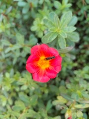 Little Insect Sitting In The Purslane Flower