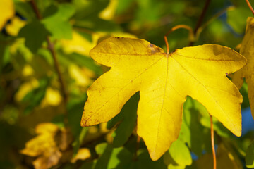 close-up of yellow leaf on a sunny autumn day