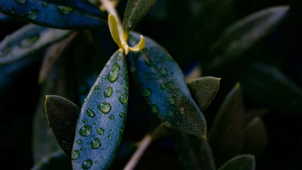 Crédence de cuisine en verre imprimé Olivier Closeup shot of water drops on olive tree leaves