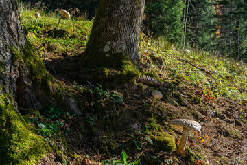 weiss brauner Parasol, grosser Pilz in der Wiese unter einem Baum, Esspilz auf der herbstlichen Wiese, Speisepilz