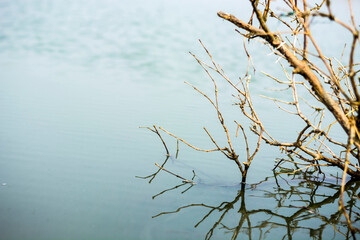 Close-up of tree branches with tree trunk in freshwater