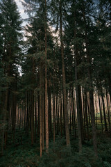 Forest on an autumn day. Natural background. Pines and foliage trees. Concept of POV hiking and walking in foggy mountain woods.