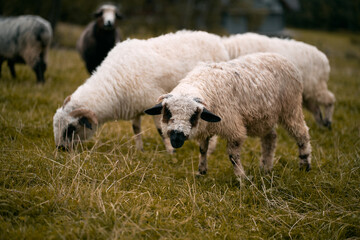 Fototapeta premium Lambs farm. Herd of sheep outside. Concept of rural life and agriculture.