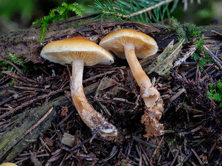 Gefleckter Flämmling (GYMNOPILUS PENETRANS)