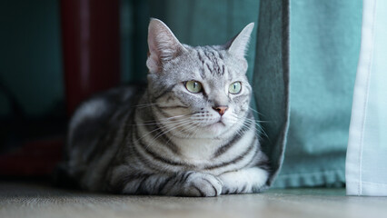 The cat the eyes on the door.