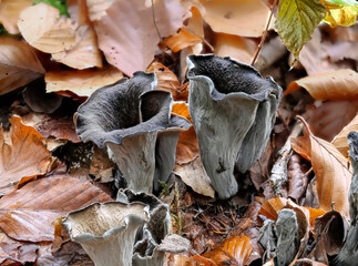 Herbsttrompete (CRATERELLUS CORNUCOPIOIDES)