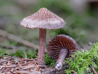 Struppiger Risspilz (NOCYBE LACERA)