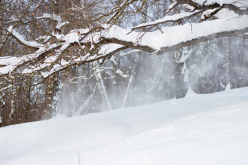 Snow blown off trees by strong winds in winter