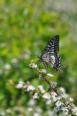 Obraz premium ナミアゲハ蝶