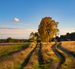 Obraz premium jesienna droga na polach