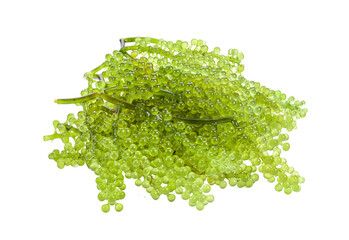 Sea grapes ( green caviar ) seaweed transparent png