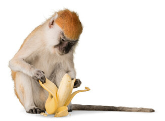 Monkey Peeling Banana - Isolated