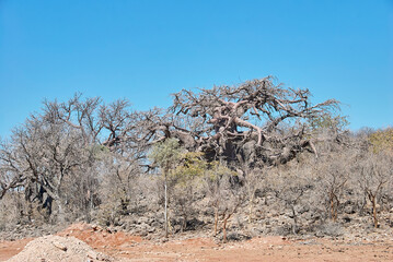 Big old Baobab tree in northern Namibia