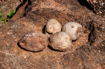 Coconuts lie on the ground in a tropical forest.
