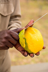Black man, African man hands holding and peeling fresh mango fruit with a knife,  Rwandan man