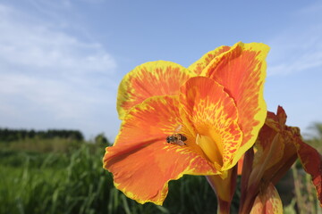 bee on the flower 