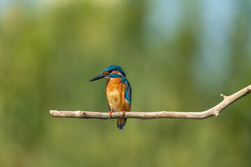 kingfisher on branch