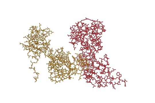 Recombinant human calcyphosine, an EF-hand-containing protein. Molecular model on white background. Rendering with differently colored protein chains based on protein data bank. 3d illustration
