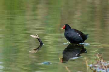 common moorhen swimming in the lake