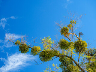 Bunches of green mistletoe on a tree branch against the sky