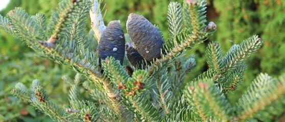 Fascinating purple-blue cones of the Korean fir.