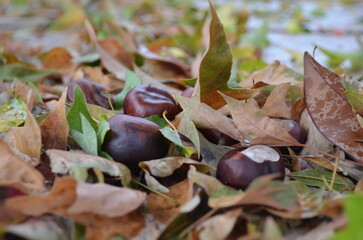 autumn leaves on the ground