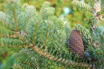 Fascinating purple-blue cones of the Korean fir.