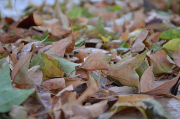 autumn leaves on the ground