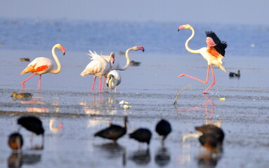 group of flamingos