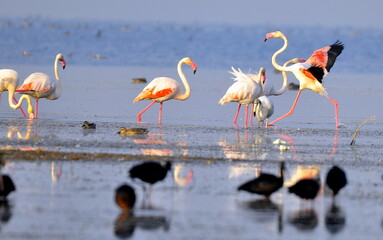 flamingos in the water