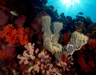 Fototapeta na wymiar Sponges on the reef