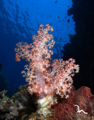 Fototapeta na wymiar Soft coral 